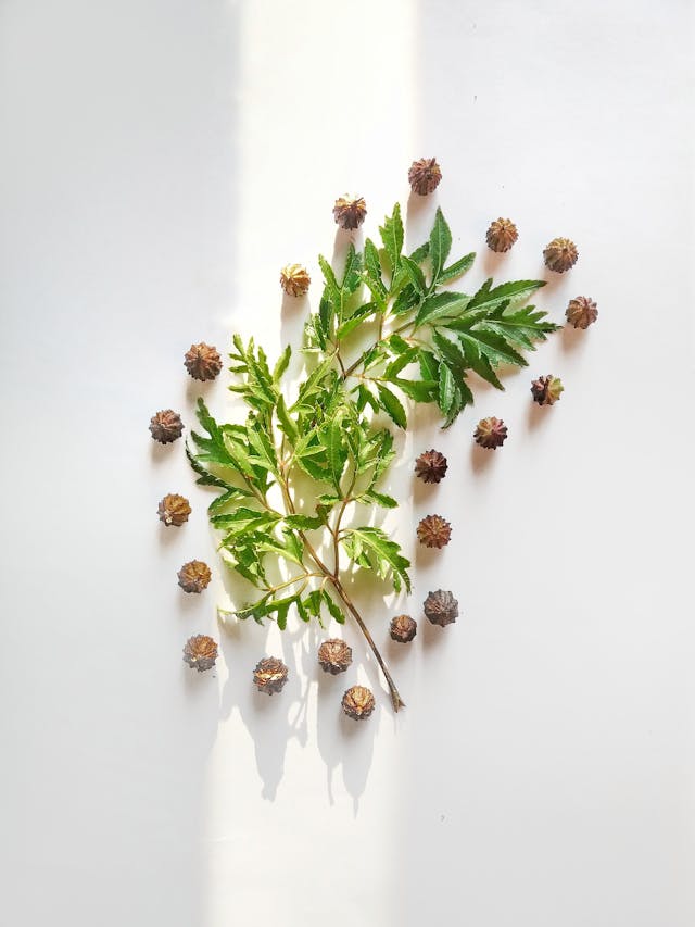 High-quality, ethically sourced herbs used in Empathic Soul Wellness consultations